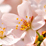 �t�̃I�[�v���L�����p�X3/24�����q,3/25���c