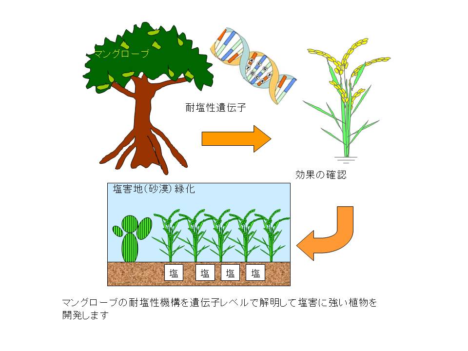 植物工学(多田雄一)研究室 植物工学(多田雄一)研究室