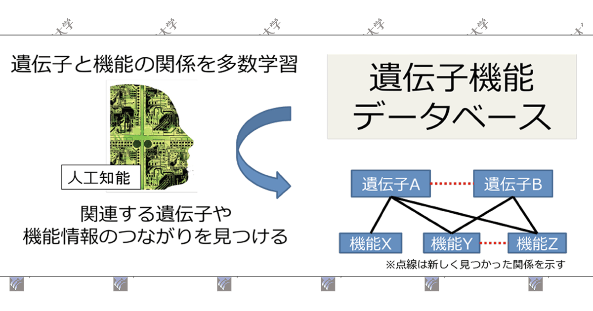 人工知能を用いて遺伝子とその機能の相互関係を見つける手法を