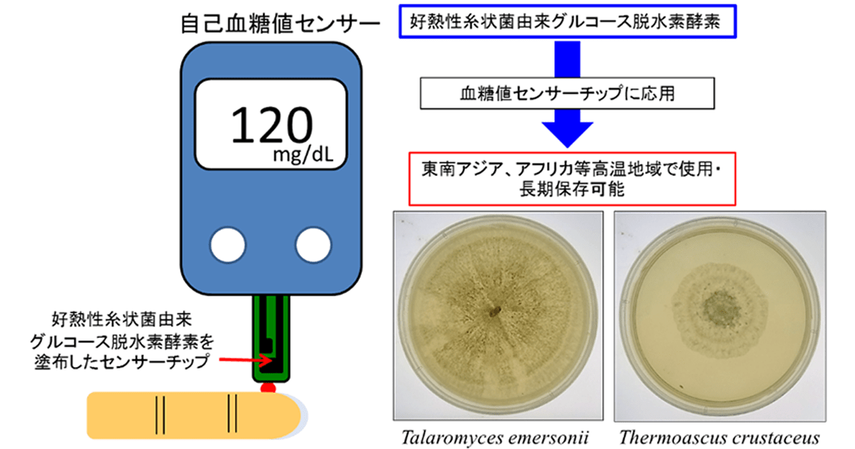 血糖値センサーチップ用の耐熱性と長期安定性に優れた酵素を発見