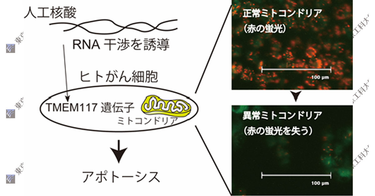 がん細胞死を誘導する人工配列の核酸の創製に成功 -核酸医薬の開発に