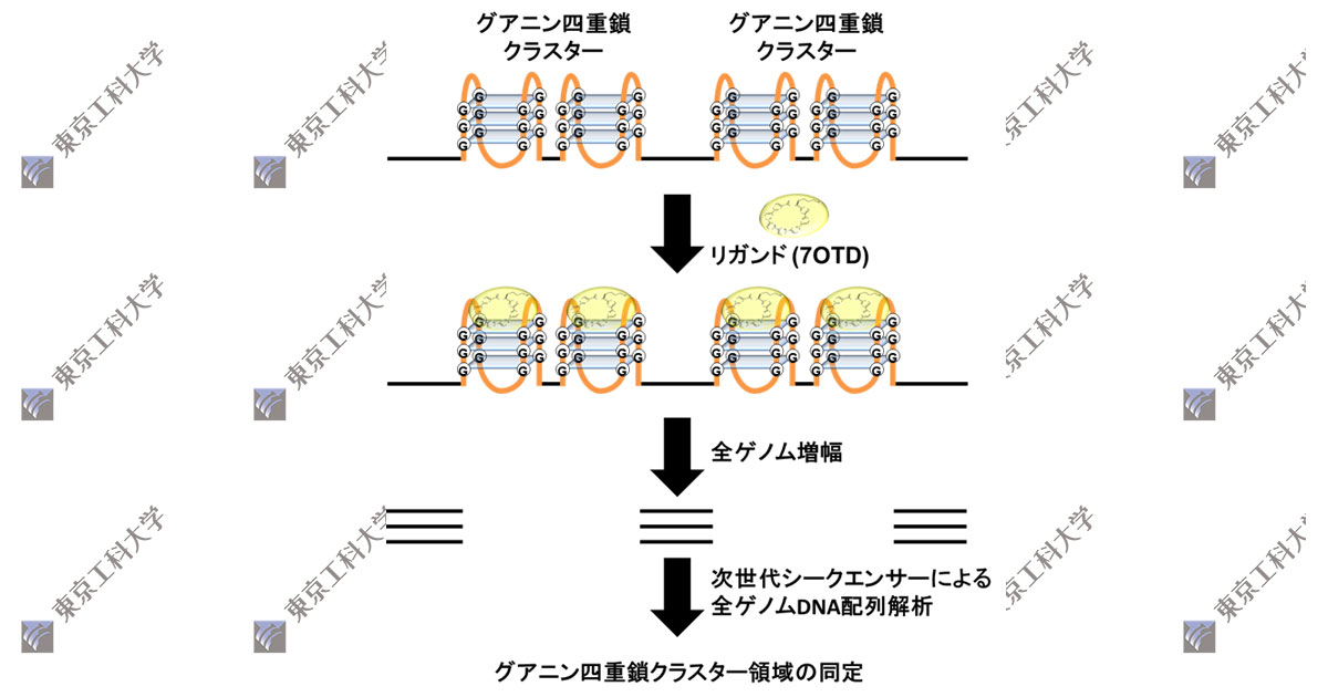 ヒトゲノム中の「四重鎖構造」複数形成領域を約1万箇所同定