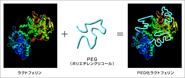 ラクトフェリンの表面にPEGを結合