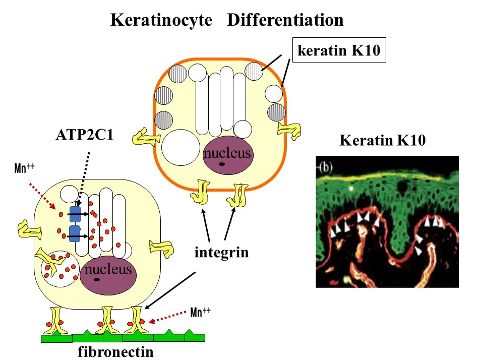 keratinocytedifferentiation