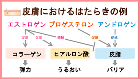 皮膚における働きの例
