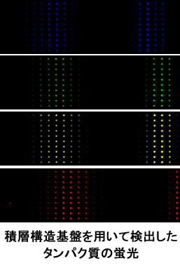 積層構造基板を用いて検出したタンパク質の蛍光