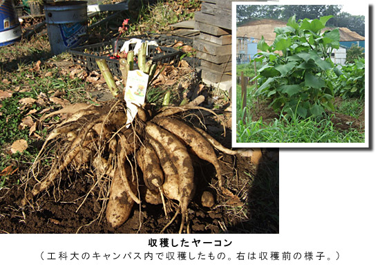 収穫したヤーコン