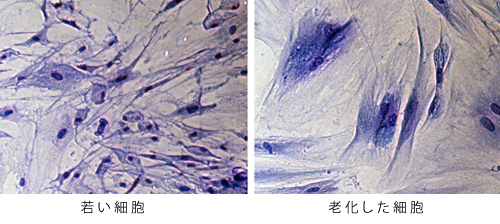 皮膚の細胞の様子