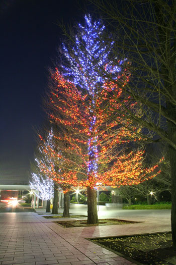 Christmas Tree in Hachiouji Campus