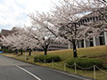 四季の写真　春 -開花- [2]