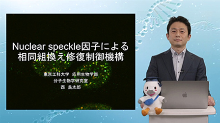 Nuclear speckle因子による相同組換え修復制御機構