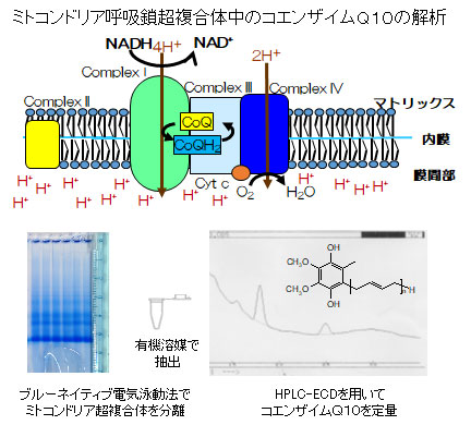 細胞酸化ストレス研究室 大学院 バイオニクス専攻 研究室 プロジェクト紹介 東京工科大学大学院