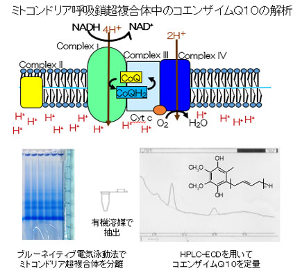 細胞酸化ストレス（加柴美里）研究室