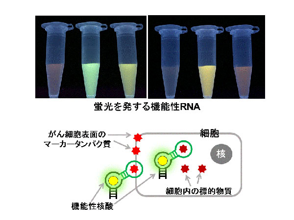 生体機能化学（加藤輝）研究室