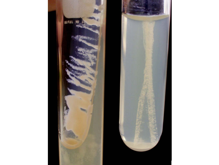 応用微生物学（西野智彦）研究室