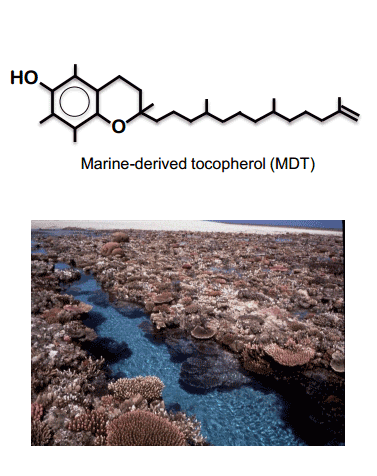 抗酸化物質化学（藤沢章雄）研究室