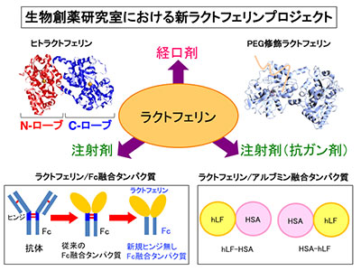 生物創薬（佐藤淳）研究室