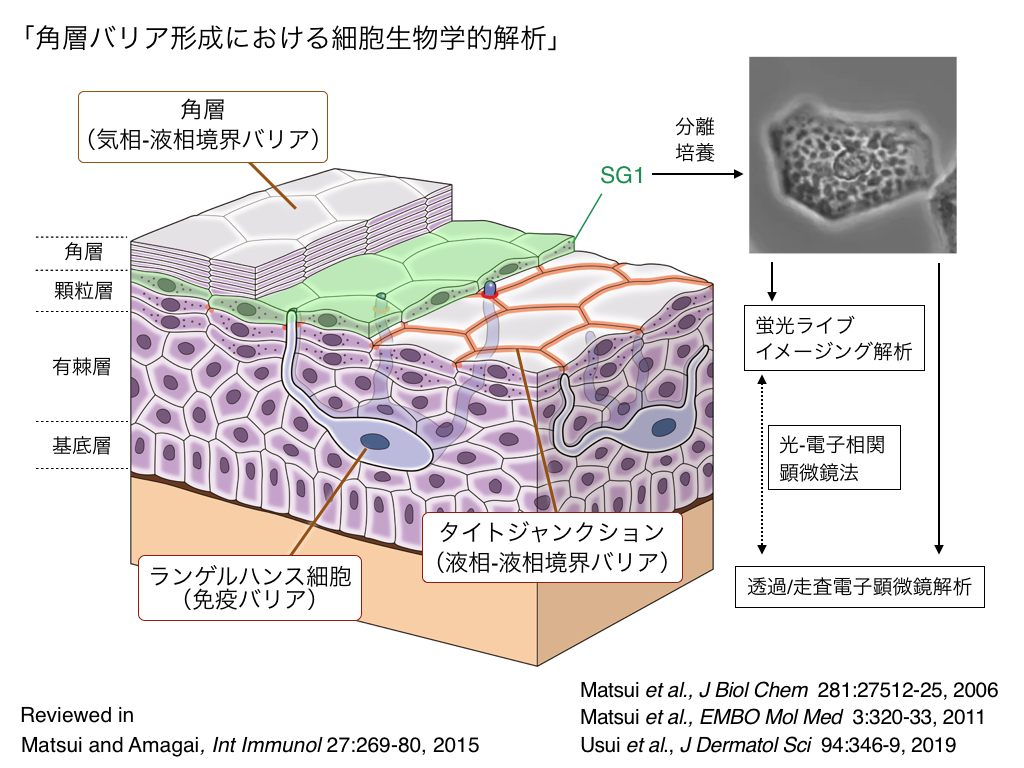 皮膚進化細胞生物学（松井 毅）研究室