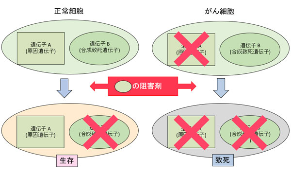 腫瘍分子遺伝学(村上優子)研究室