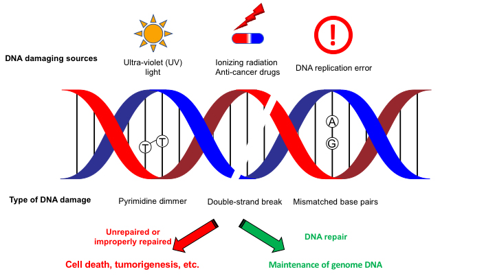 分子生物学（西 良太郎）研究室
