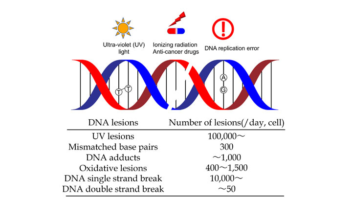 分子生物学（西 良太郎）研究室