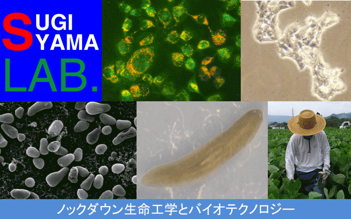 機能性RNA工学（杉山友康）研究室