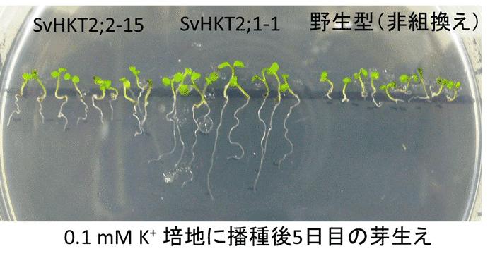 植物工学（多田雄一）研究室