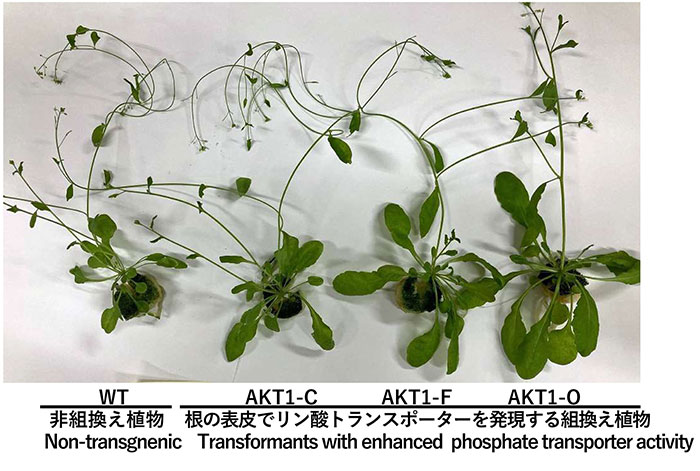 植物工学（多田雄一）研究室