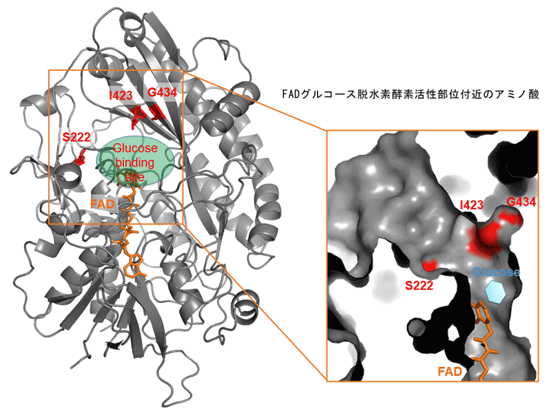 応用生化学・ヘルスケア工学（横山憲二）研究室