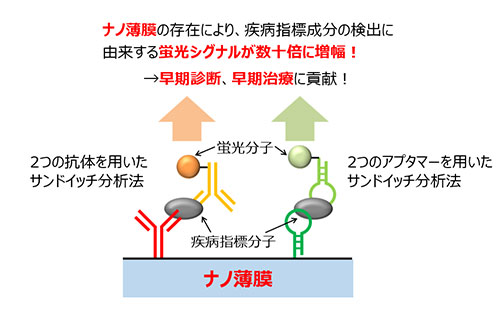 応用生体科学（矢野和義・岡田 麻衣子）研究室