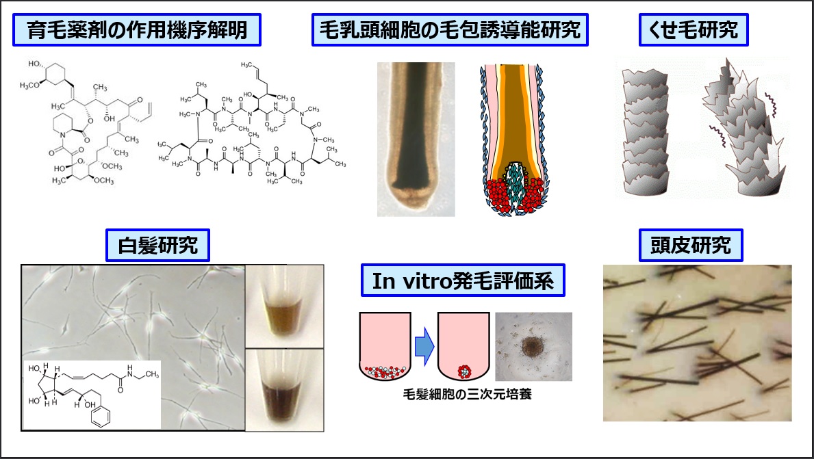 毛髪科学（岩渕徳郎）研究室