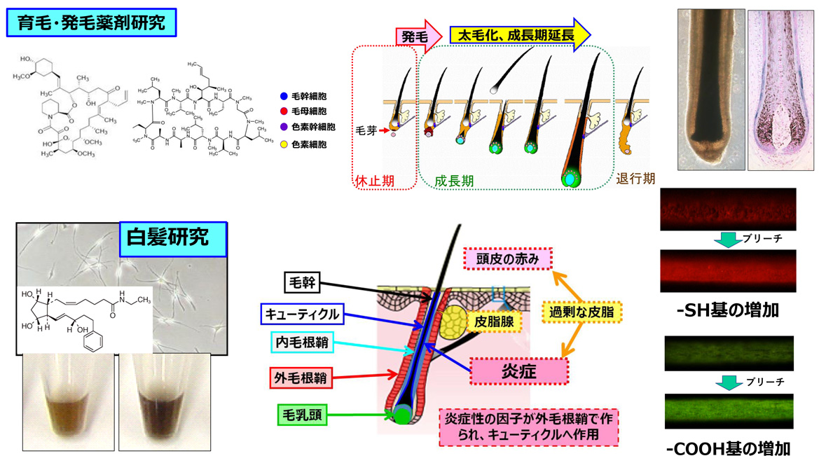 毛髪科学（岩渕徳郎）研究室