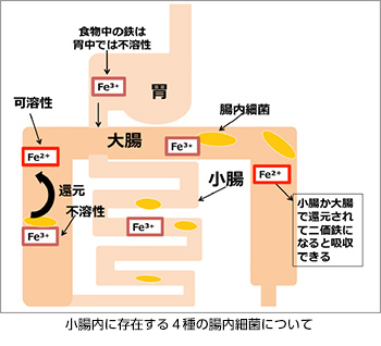 小腸内に存在する４種の腸内細菌について