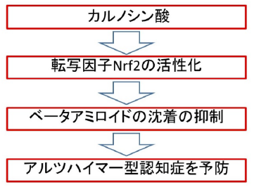 図4：カルノシン酸のメカニズム