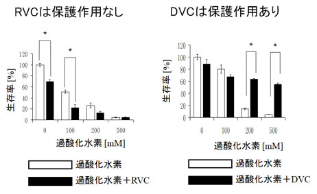 図1：細胞内の活性酸素レベル