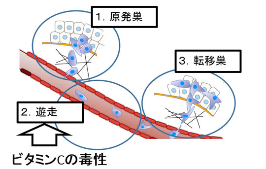 図3：ビタミンCは遊走するがん細胞に強い毒性