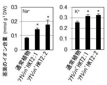 ソナレシバのカリウムトランスポーターを導入した植物の茎葉のイオン含量（低カリウム条件）