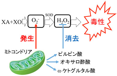 図1：ミトコンドリアを保護する有機酸
