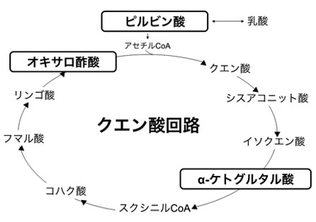 図4：ミトコンドリアが産生する主な有機酸