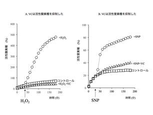 図4：生理的濃度のVCはラジカル産生を抑制