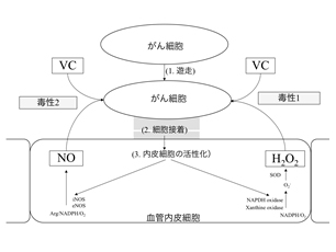 図5：VCとＨ2O2/NOががん細胞を除去する機序（考察）