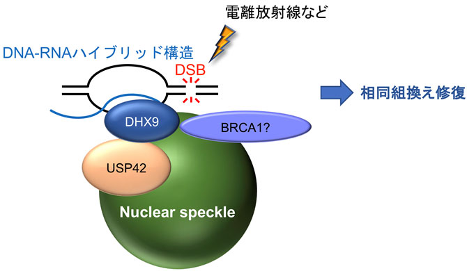 本研究から考えられるモデル