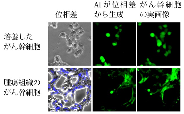 位相差画像に含まれるがん幹細胞をAIが識別して画像を生成した例