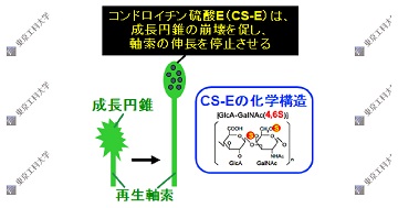 ヒトラクトフェリンが脊髄損傷の神経再生阻害因子を中和 ~脊髄損傷の治療薬開発に新たな光~