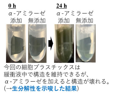 Fabrication and Biodegradability of Starch Cell-Plastics as Recyclable Resources