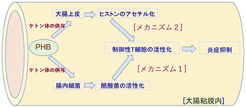 PHBは腸内細菌と大腸上皮にケトン体を供与し制御性T細胞を活性化する