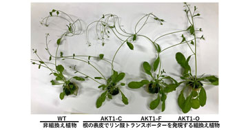 植物の栄養素「リン酸」の吸収・利用効率を高める新手法を開発～肥料を低減した持続可能な農業などへ応用に期待～