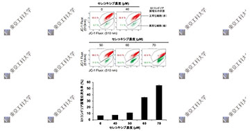 痛み止め薬「セレコキシブ」の新たな抗がん作用機構を発見