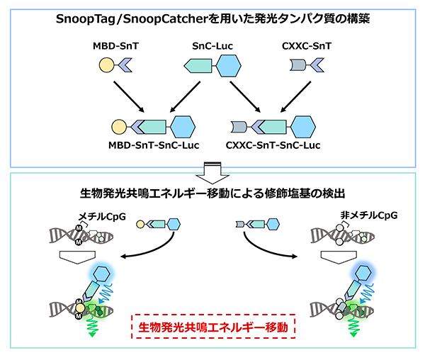 タンパク質連結法を利用した修飾塩基認識タンパク質融合発光タンパク質の構築法と修飾塩基検出方法