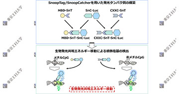 ゲノムDNA中の各種修飾塩基を測定する発光タンパク質構築法を開発